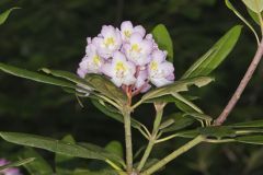 Great Laurel, Rhododendron maximum