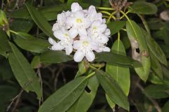 Great Laurel, Rhododendron maximum