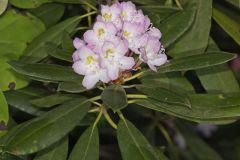Great Laurel, Rhododendron maximum