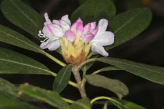 Great Laurel, Rhododendron maximum