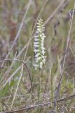 Great Plains lady's tresses' Spiranthes magnicamporum