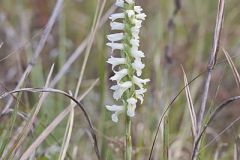 Great Plains Ladies' Tresses