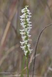 Great Plains lady's tresses' Spiranthes magnicamporum