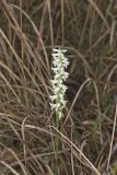 Great Plains lady's tresses' Spiranthes magnicamporum