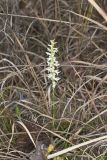 Great Plains lady's tresses' Spiranthes magnicamporum