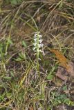 Great Plains lady's tresses' Spiranthes magnicamporum