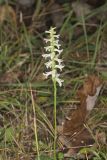 Great Plains lady's tresses' Spiranthes magnicamporum