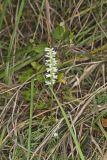 Great Plains lady's tresses' Spiranthes magnicamporum