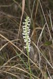 Great Plains lady's tresses' Spiranthes magnicamporum