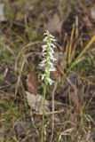Great Plains lady's tresses' Spiranthes magnicamporum