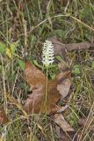 Great Plains lady's tresses' Spiranthes magnicamporum
