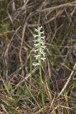 Great Plains lady's tresses' Spiranthes magnicamporum