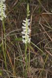Great Plains lady's tresses' Spiranthes magnicamporum