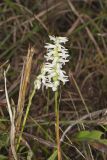 Great Plains lady's tresses' Spiranthes magnicamporum