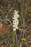Great Plains lady's tresses' Spiranthes magnicamporum