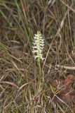 Great Plains lady's tresses' Spiranthes magnicamporum