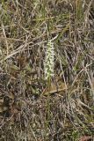 Great Plains lady's tresses' Spiranthes magnicamporum