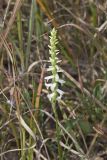 Great Plains lady's tresses' Spiranthes magnicamporum