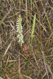 Great Plains lady's tresses' Spiranthes magnicamporum