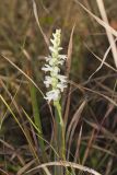 Great Plains lady's tresses' Spiranthes magnicamporum