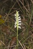 Great Plains lady's tresses' Spiranthes magnicamporum