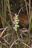 Great Plains lady's tresses' Spiranthes magnicamporum