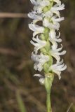Great Plains lady's tresses' Spiranthes magnicamporum