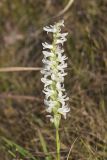 Great Plains lady's tresses' Spiranthes magnicamporum