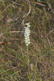 Great Plains lady's tresses' Spiranthes magnicamporum