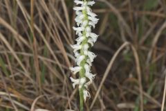 Great Plains Ladies' Tresses, Spiranthes magnicamporum