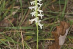 Great Plains Ladies' Tresses, Spiranthes magnicamporum