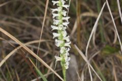 Great Plains Ladies' Tresses, Spiranthes magnicamporum