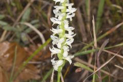 Great Plains Ladies' Tresses, Spiranthes magnicamporum