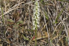 Great Plains Ladies' Tresses, Spiranthes magnicamporum