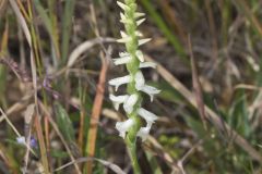 Great Plains Ladies' Tresses, Spiranthes magnicamporum