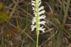 Great Plains Ladies' Tresses, Spiranthes magnicamporum