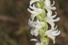 Great Plains Ladies' Tresses, Spiranthes magnicamporum