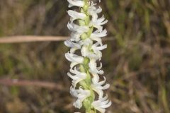 Great Plains Ladies' Tresses, Spiranthes magnicamporum