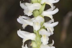 Great Plains Ladies' Tresses, Spiranthes magnicamporum
