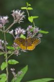 Great Spangled Fritillary, Speyeria cybele
