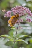 Great Spangled Fritillary, Speyeria cybele