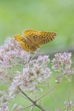 Great Spangled Fritillary, Speyeria cybele