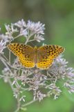 Great Spangled Fritillary, Speyeria cybele