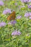 Great Spangled Fritillary, Speyeria cybele