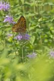 Great Spangled Fritillary, Speyeria cybele