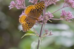 Great Spangled Fritillary, Speyeria cybele