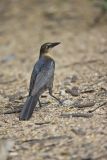 Great-tailed Grackle, Quiscalus mexicanus