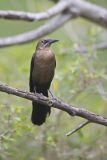 Great-tailed Grackle, Quiscalus mexicanus