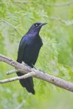 Great-tailed Grackle, Quiscalus mexicanus