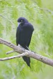 Great-tailed Grackle, Quiscalus mexicanus